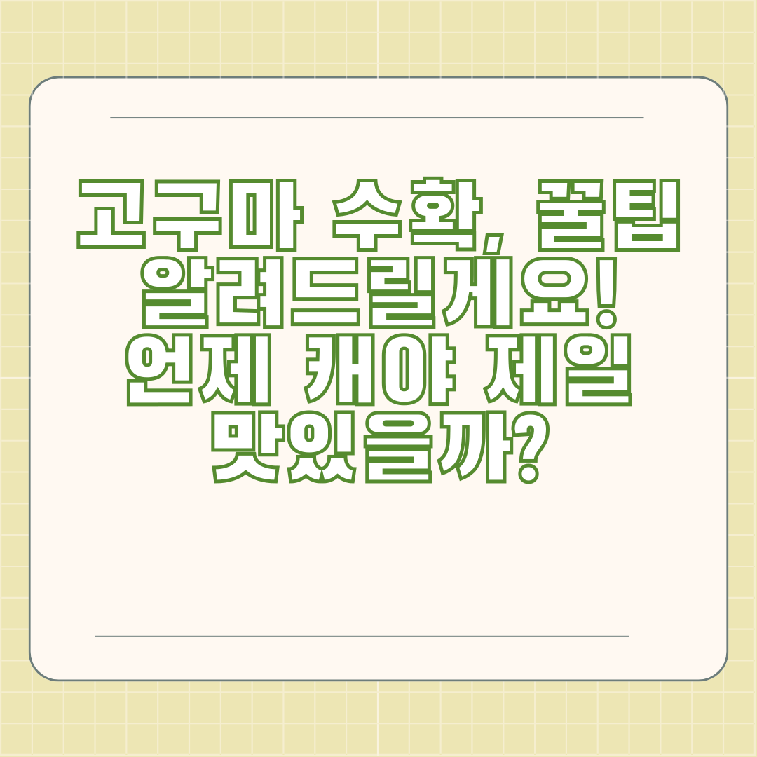 고구마 수확, 꿀팁 알려드릴게요! 언제 캐야 제일 맛있을까?